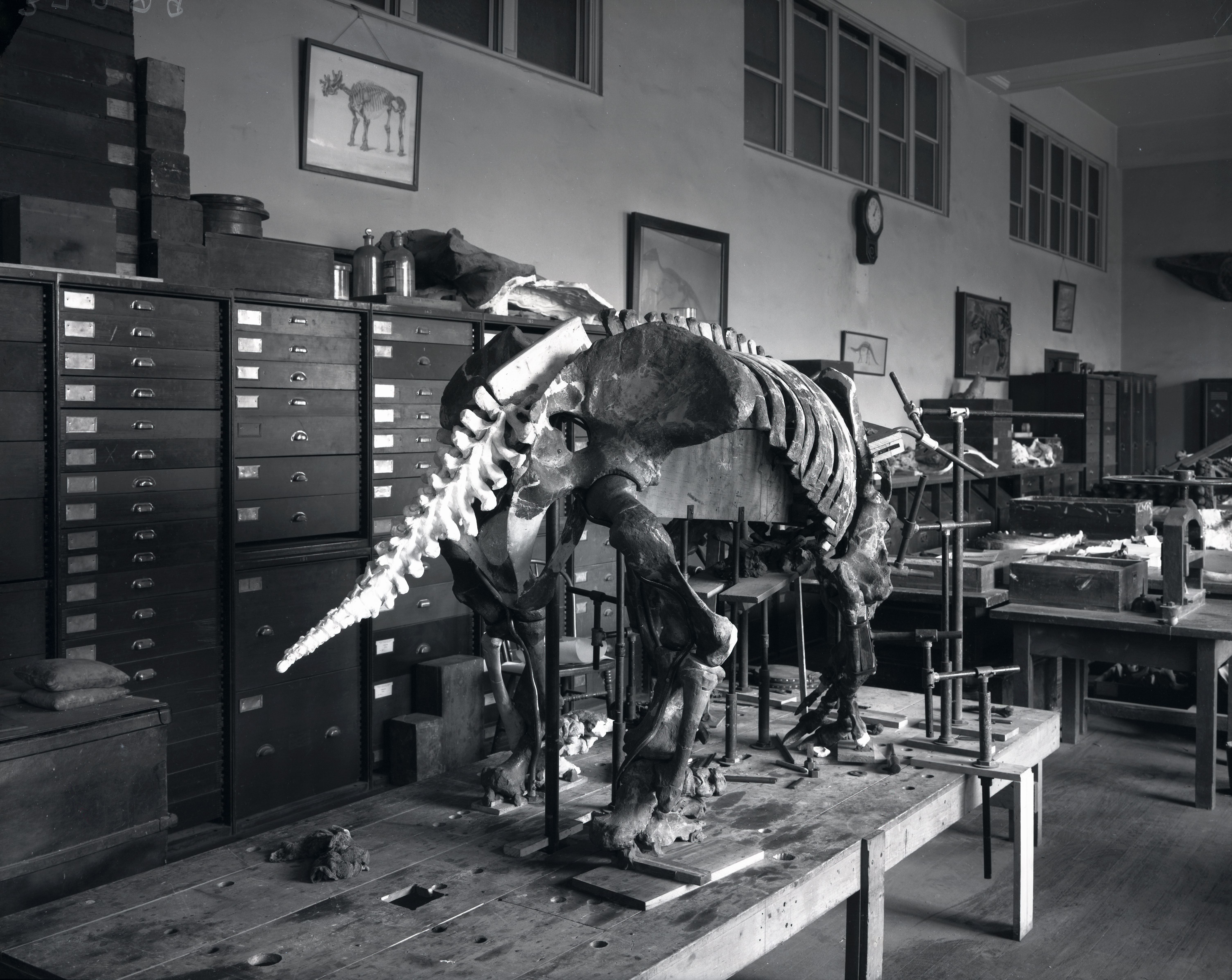 Mount of ground sloth skeleton in the Division of Vertebrate Paleontology lab during preparation for exhibition at the United States National Museum in the Natural History Building, 1946, SIA Acc. 11-007, MNH-37289.