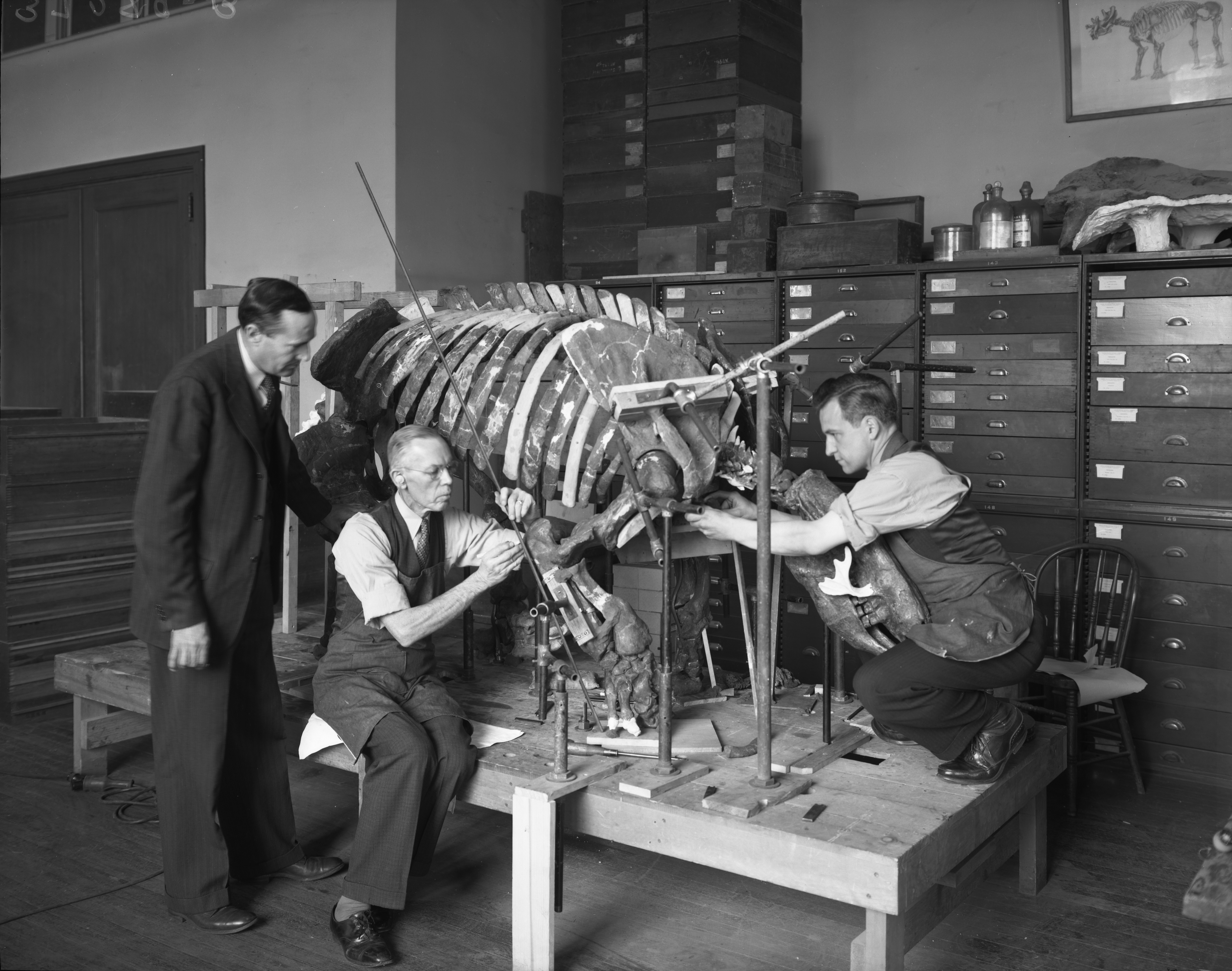 Curator of Paleontology Division Charles Lewis Gazin looks on as vertebrate paleontology preparators Norman Boss (center) and Arlton Murray (right) prepare a giant sloth skeleton in the Vertebrate Preparation Lab for exhibit at the National Museum of Natural History, 1940s. Smithsonian Institution Archives, neg. no. MNH-37289B.