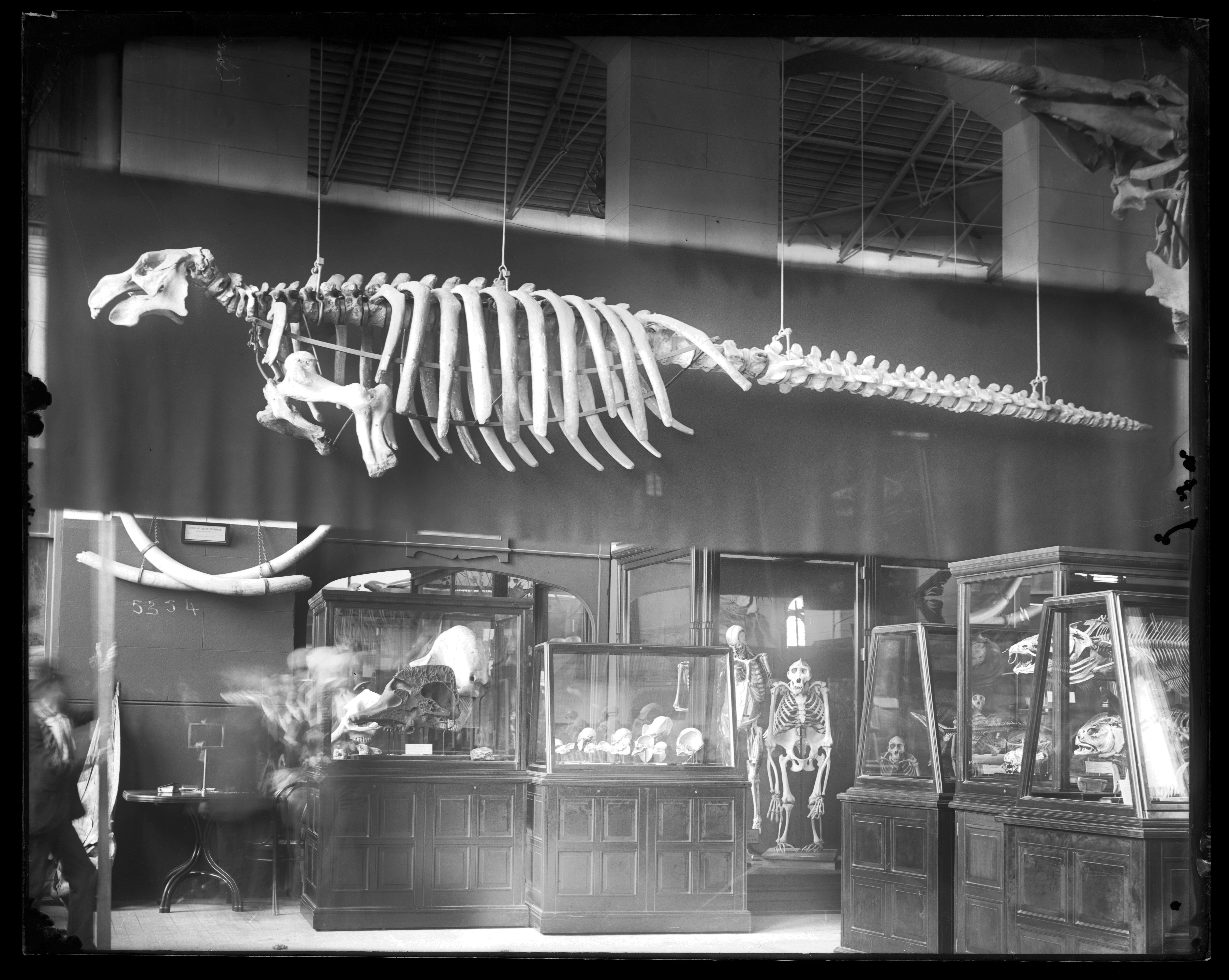 Comparative Anatomy Exhibit in Osteological Hall at the United States National Museum