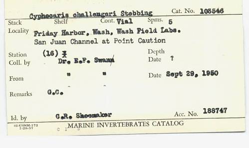 Specimen card for "Cyphocaris challengeri Stebbing." Catalog number 105546. It was collected at the 