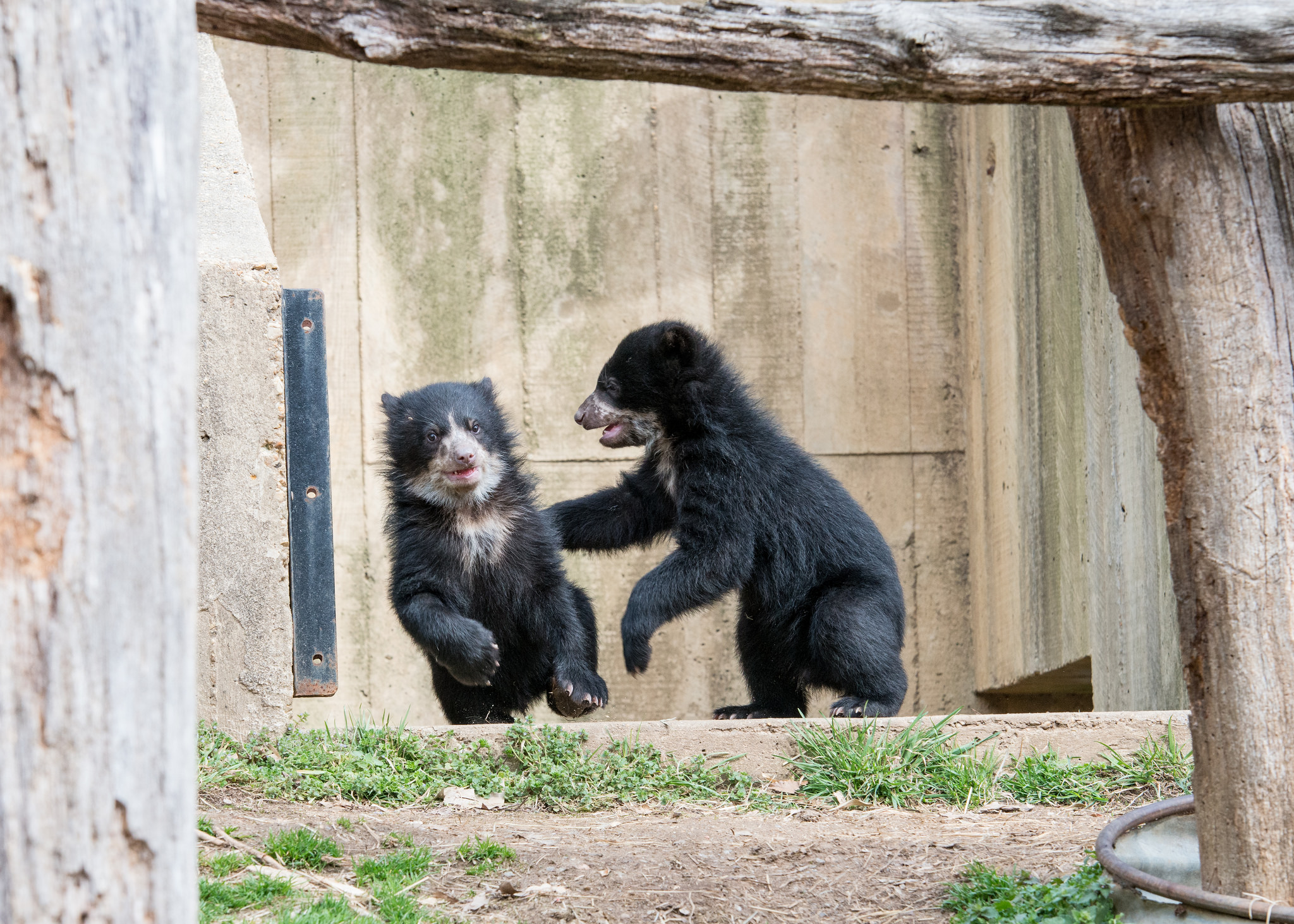 Smithsonian’s National Zoo Andean Bear cubs, Mayni (L) and Muniri (R), by Abby Wood, March 19, 2015, National Zoo.