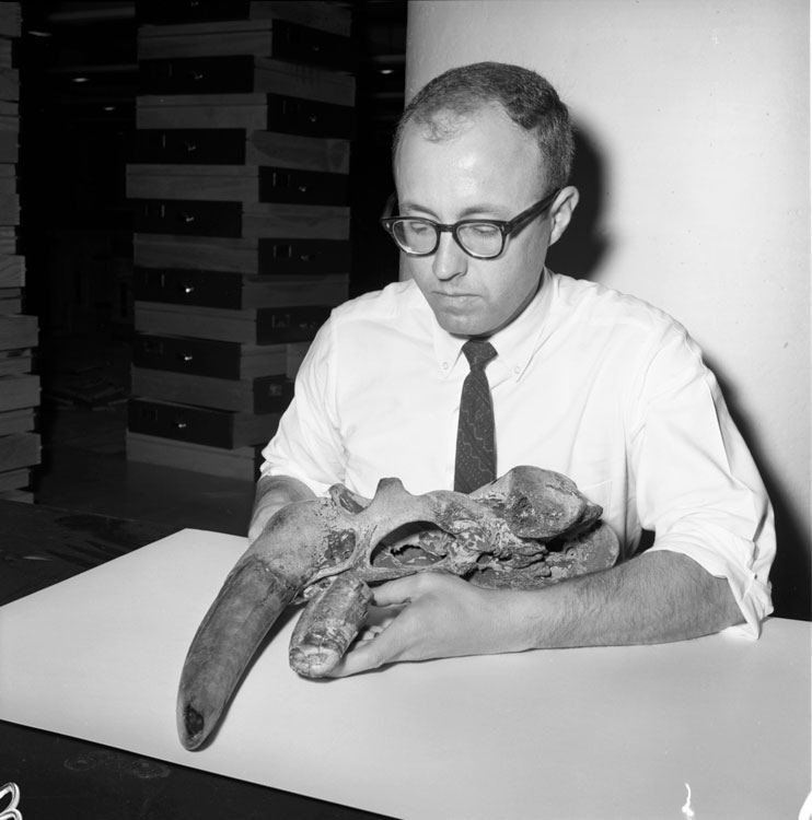 Curator Clayton Ray Examines a Walrus Skull