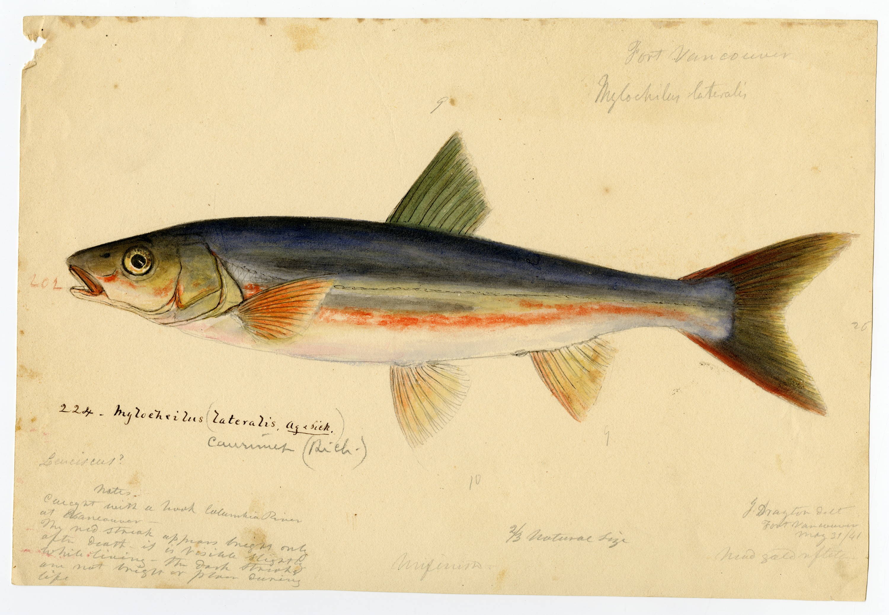 Drawing of Cyproinoid with green, blue, orange, and yellow watercolors. Small labels are written in the corners of the paper. 