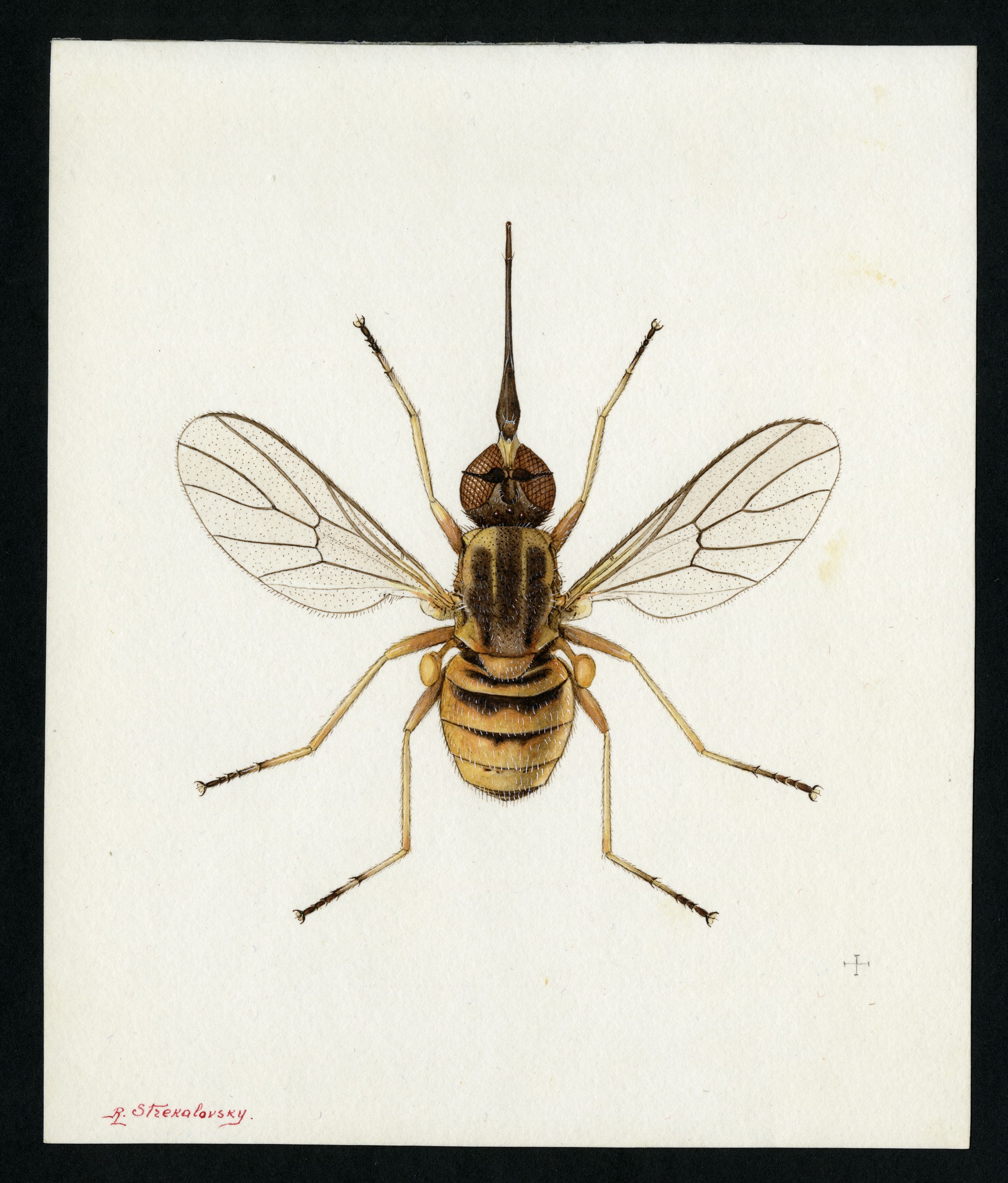 #4 Empidideicus mariouti, Effl., 1945, Smithsonian Institution Ar SIA2012-7832. 