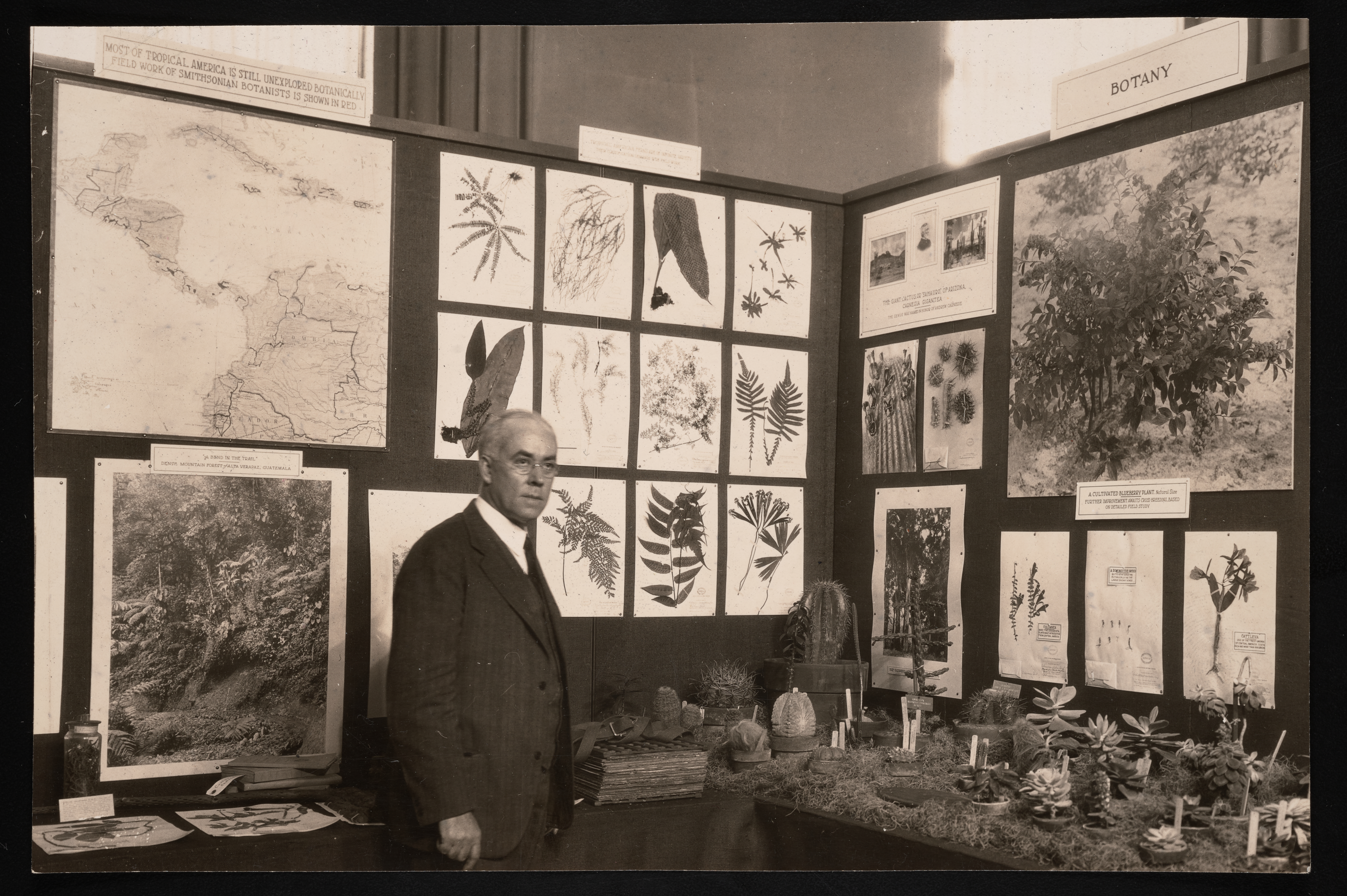 William Ralph Maxon stands in front of a botany display. There are plant specimens hanging on the in