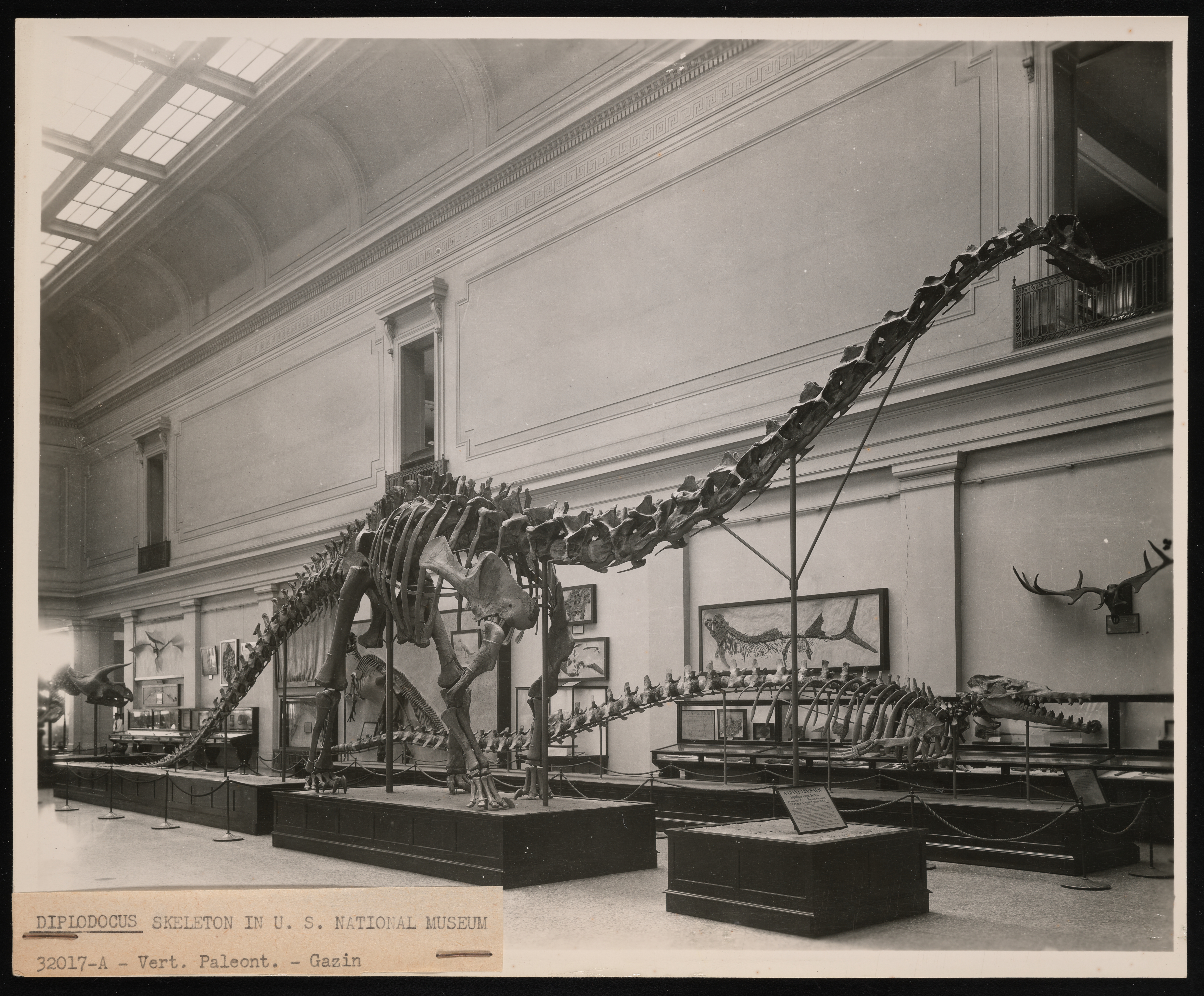 Diplodocus on display among other mammals on display. 