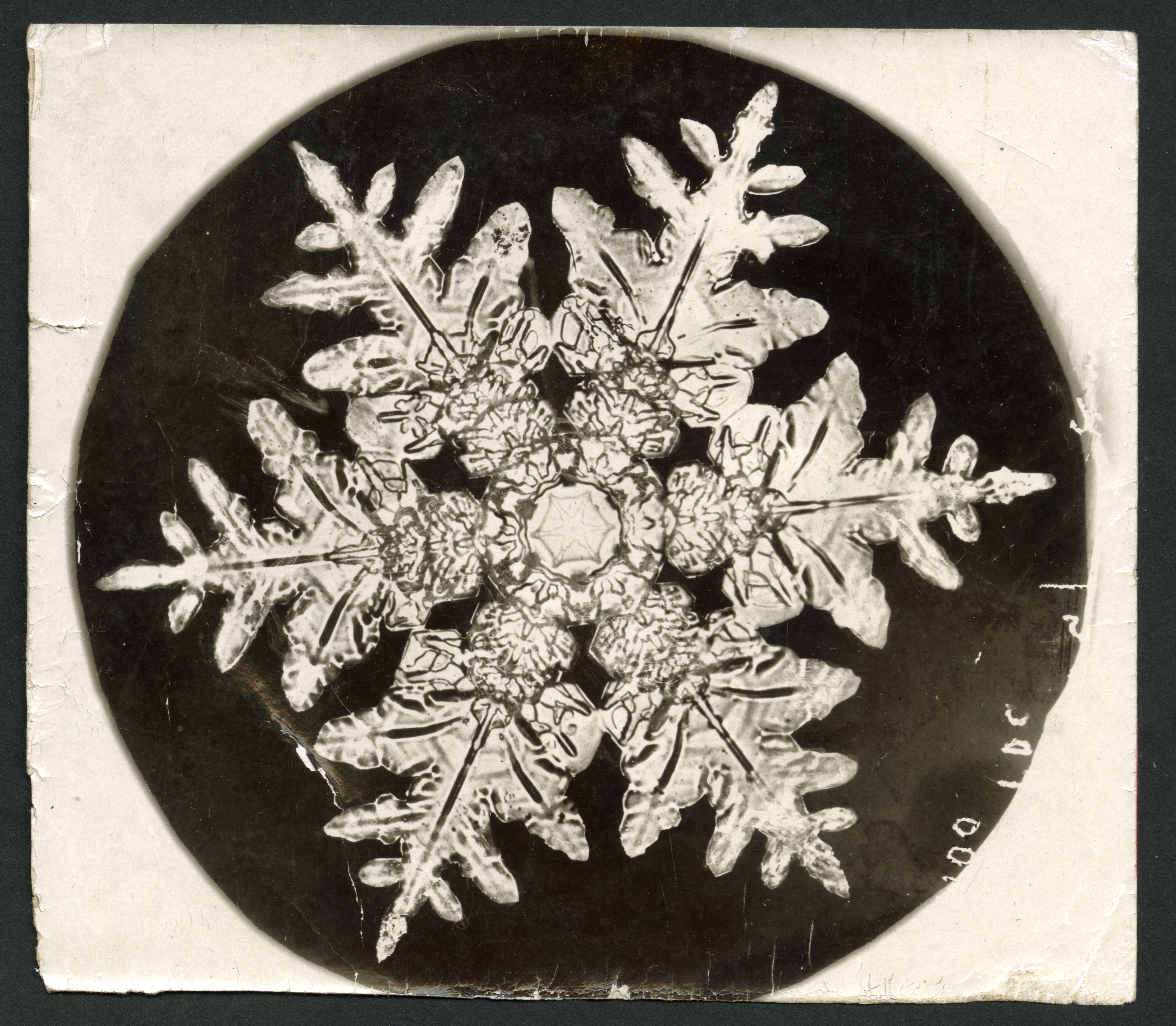 Wilson Bentley Snowflake 990, c. 1890; Albumen print