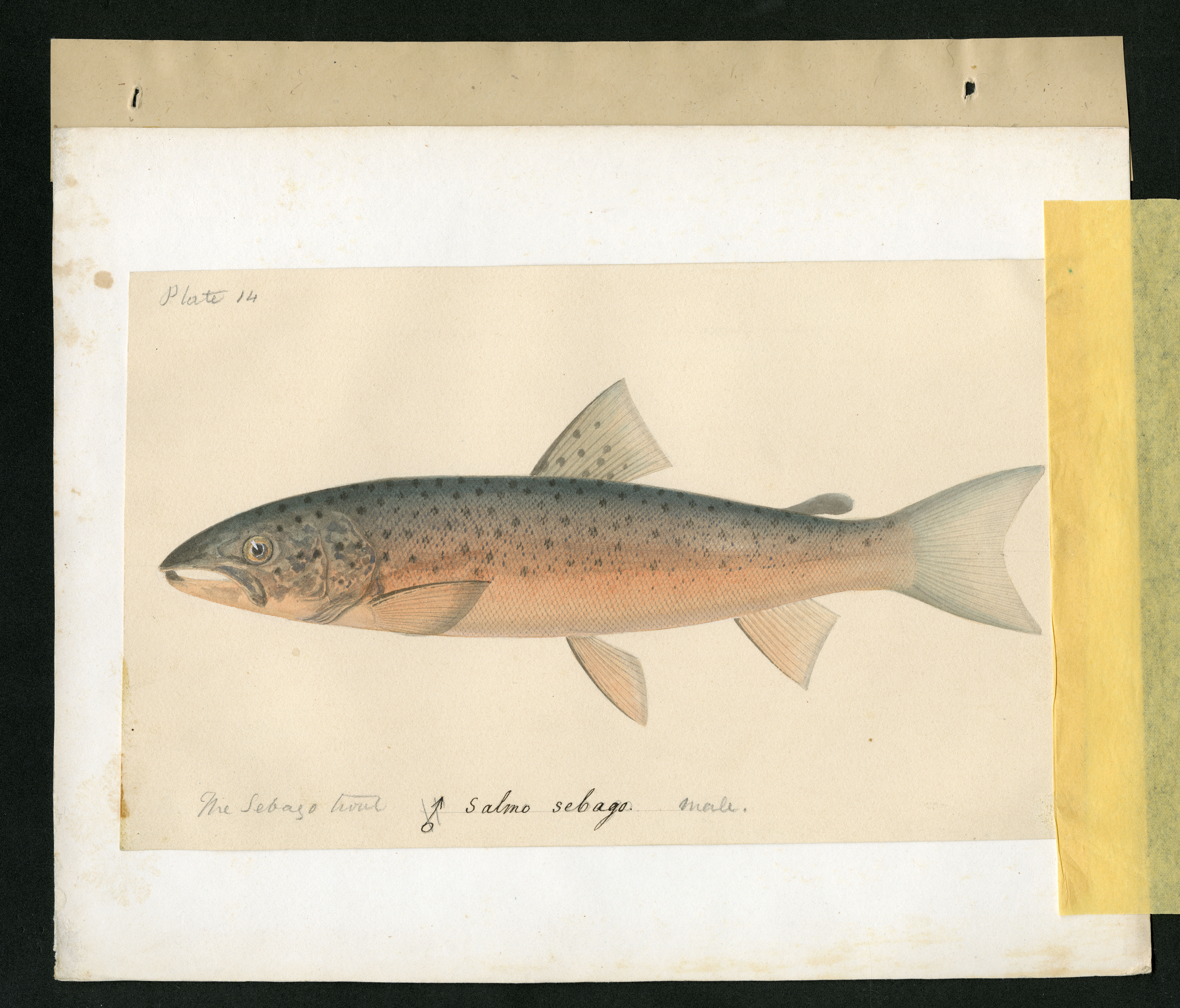 Report on Salmonidae by George Suckley, Plate No. 14, 1857-1861; Drawing