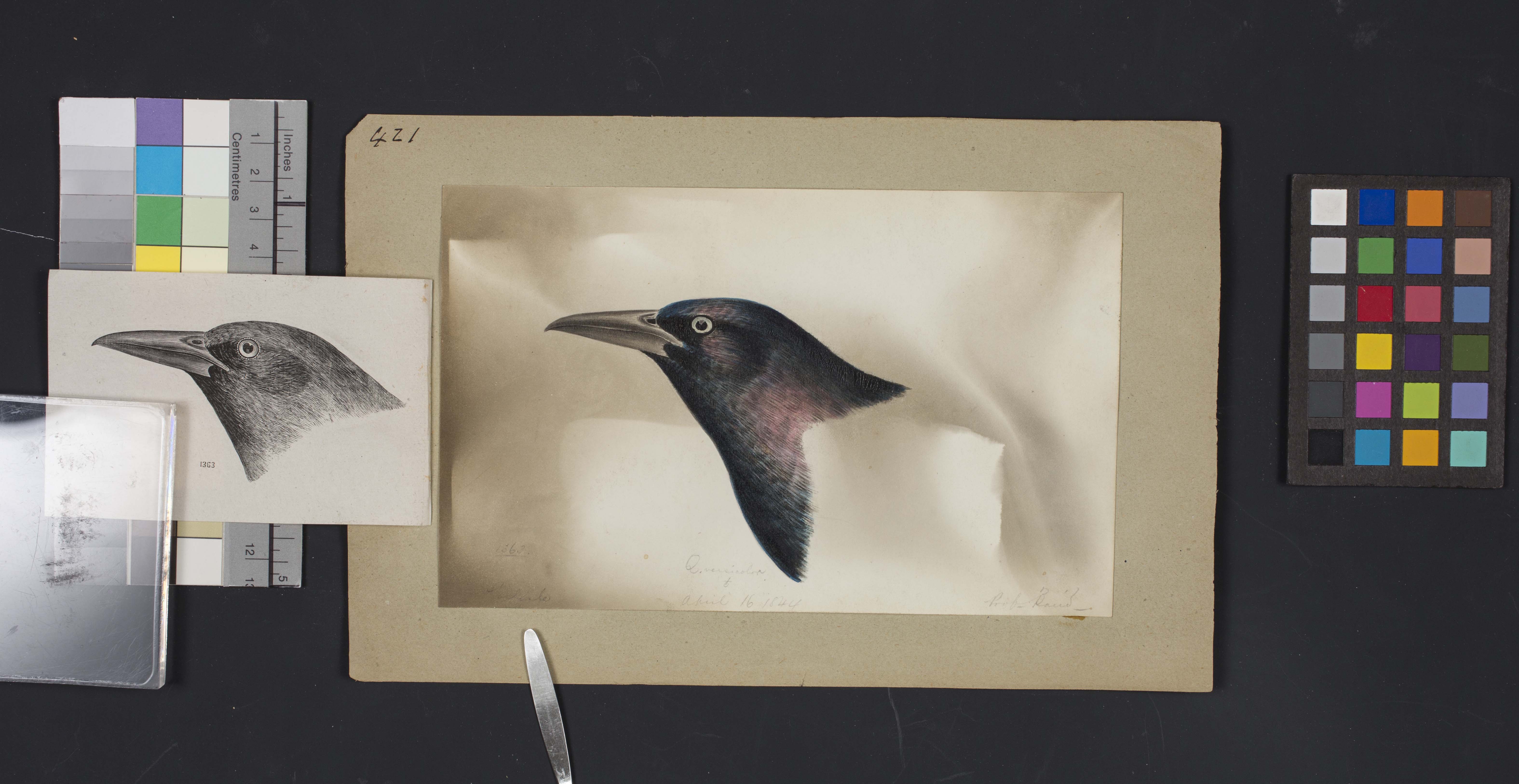 Bird head drawing by Robert Ridgway, Record Unit 7167 - Robert Ridgway Papers, circa 1850s-1919, Smi
