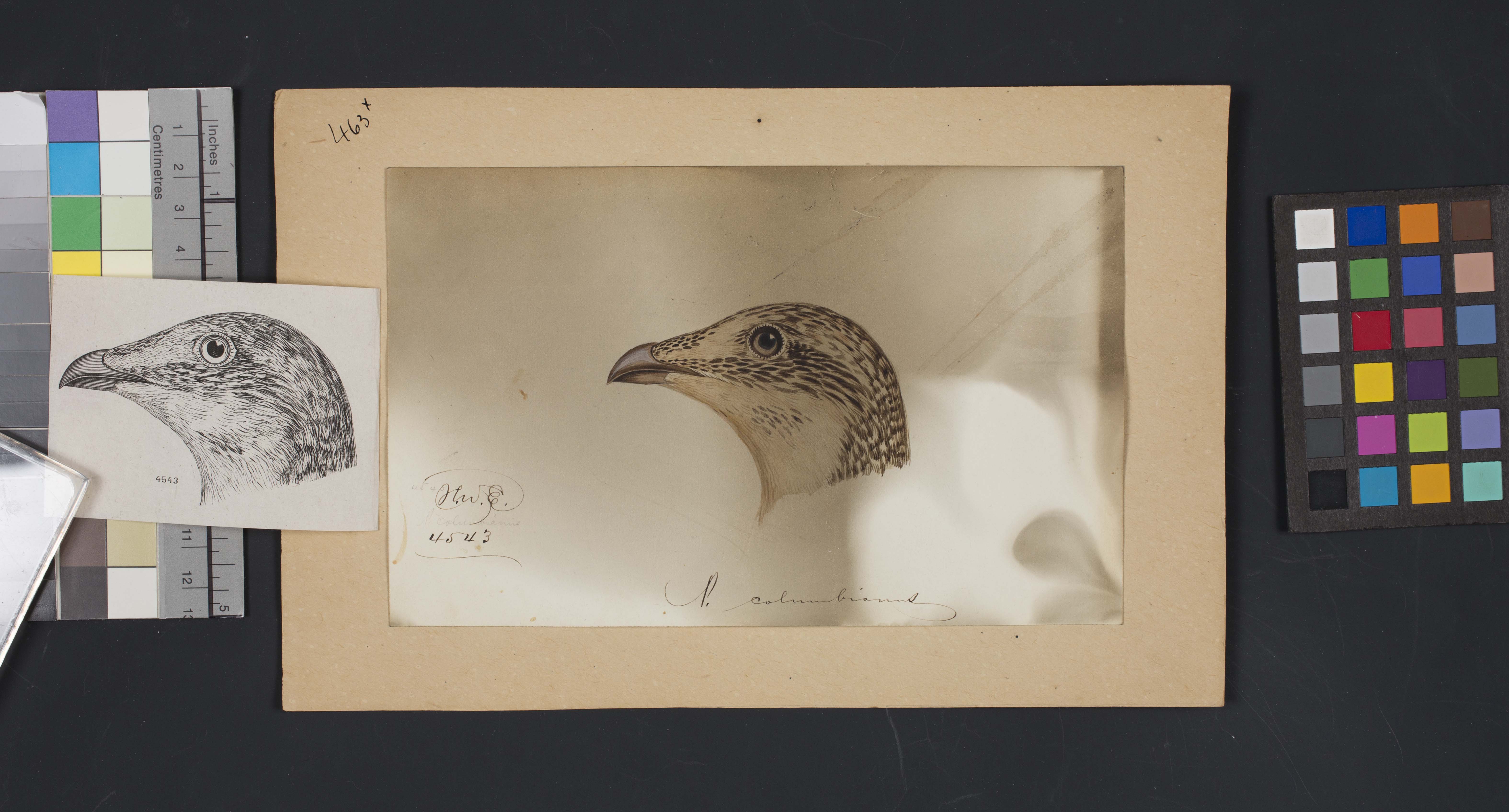 Bird head drawing by Robert Ridgway, Record Unit 7167 - Robert Ridgway Papers, circa 1850s-1919, Smi