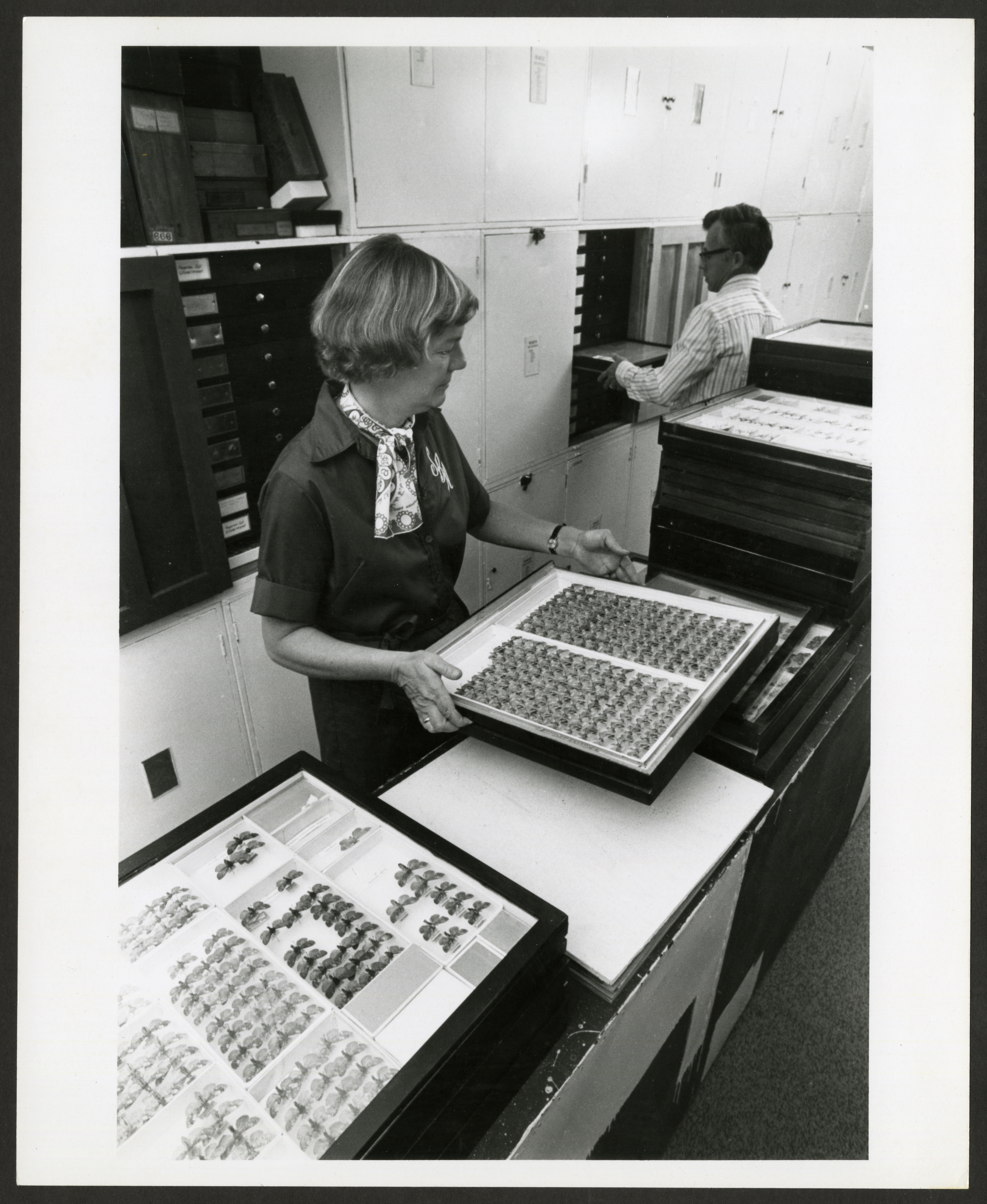 A man and woman move trays in a laboratory. The woman is closer to the camera and it’s clear that the tray holds insect specimens. 