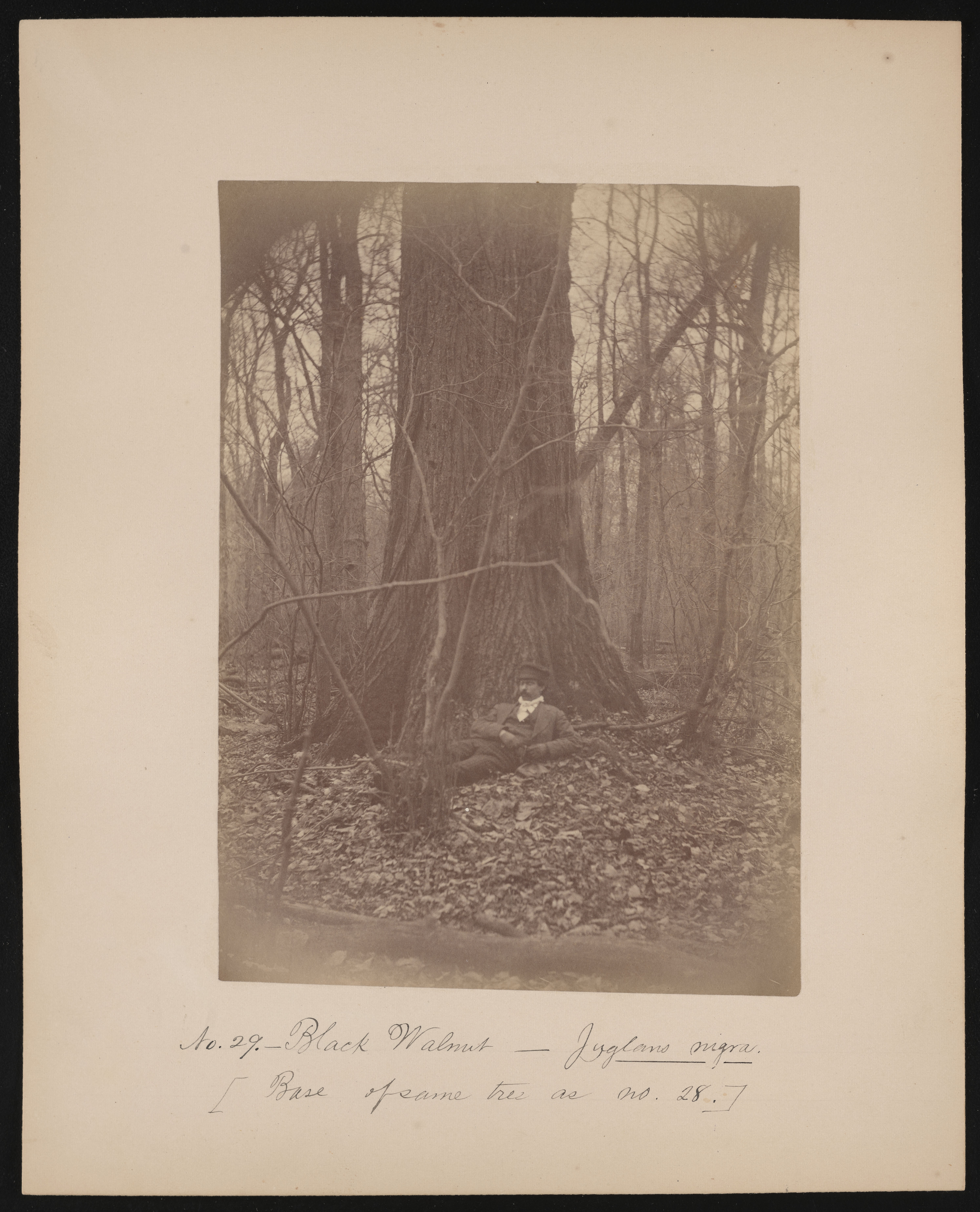 Forest of Mississippi Valley, Black Walnut Tree