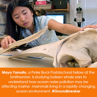 Maya Yamato, a Peter Buck Postdoctural Fellow at the Smithsonian, is studying baleen whale ears to u