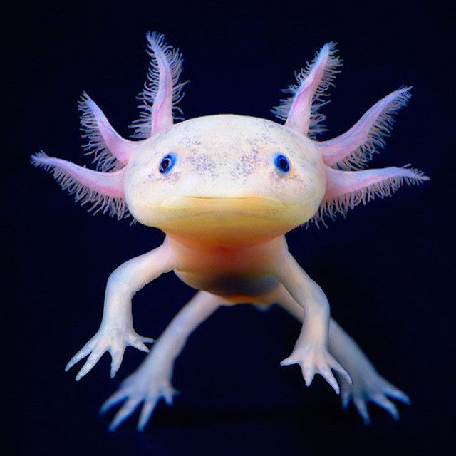 Colorful white translucent salamander with 6 purplish tendrils protruding from its head.