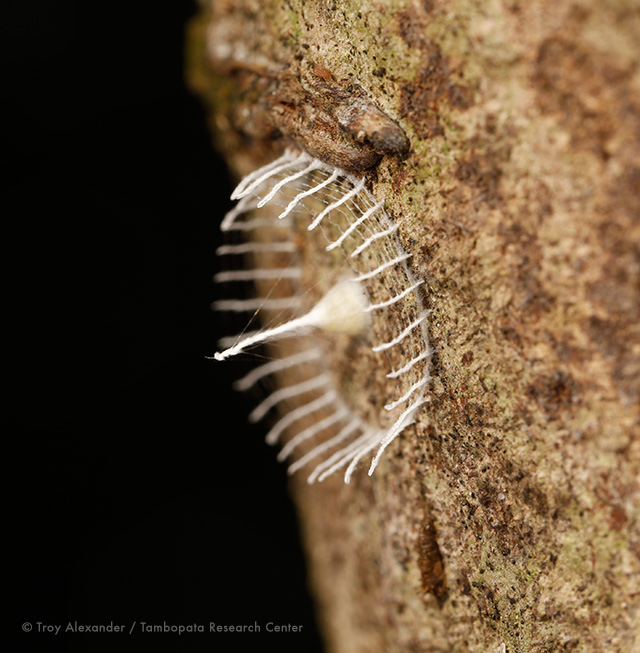 A fence built by an unknown insect to protect its nest of eggs, by Troy Alexander, Tambopata Research Center.