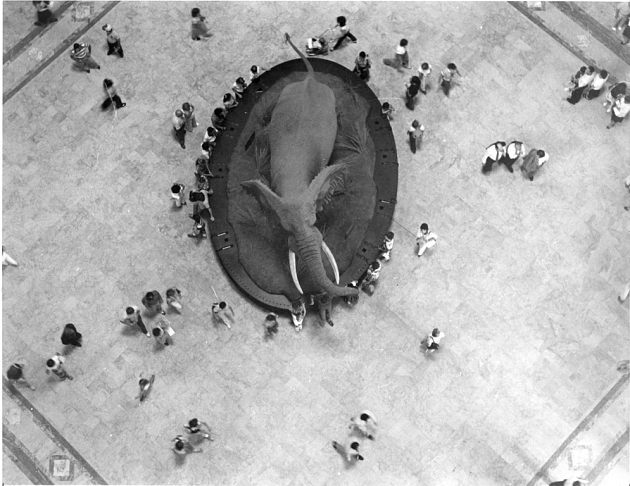 Aerial View of Elephant in National Museum of Natural History Rotunda, 1981, Image ID SIA2009-3234. 