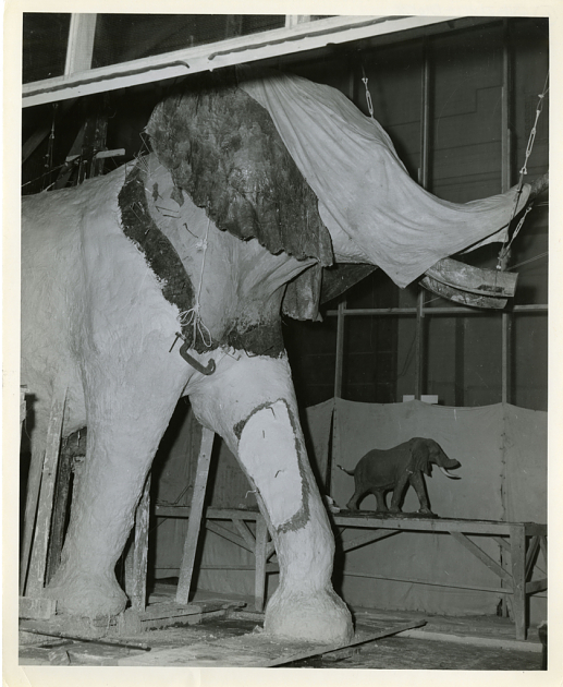 Preparing FeÌnykoÌˆvi Elephant for Exhibition, c. 1958, Image ID SIA2010-0608.