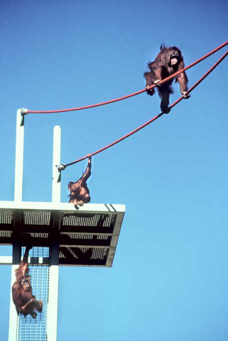 Orangutans at the National Zoo use the Orangutan Transportation System.