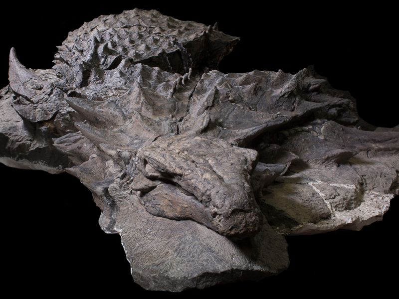 Mummified dinosaur body.