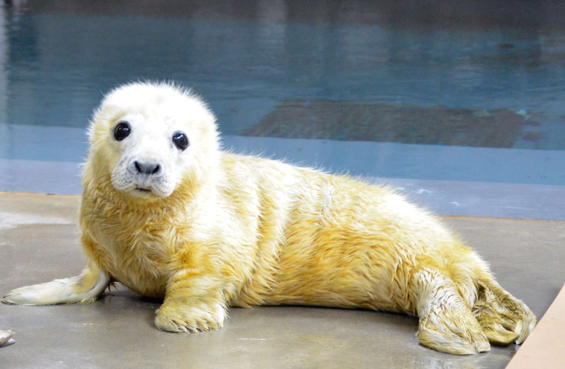 Color picture of a small, white seal pup on concrete.