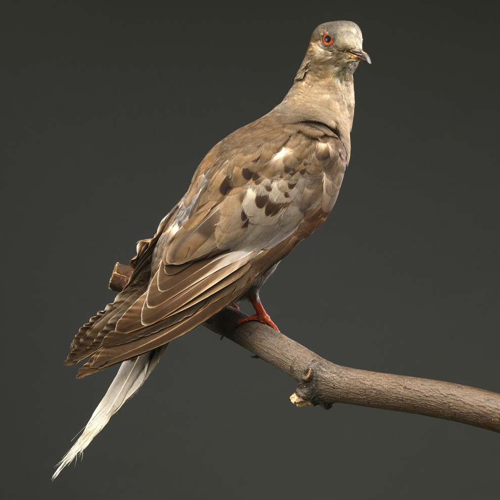 Color photo of grey/brown bird specimen perched on branch.