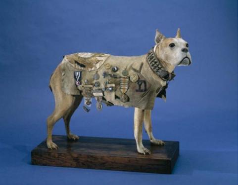 Stubby, Stuffed dog, blanket adorned with medals, National Museum of American History, Credit: Armed