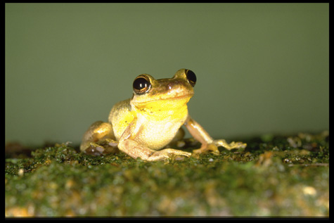 Neotropical frog, Smithsonian Tropical Research Institute, by Carl C. Hansen, Color slide, Smithsoni