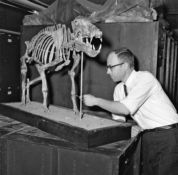 Peccary skeleton being assembled for exhibit, c. 1966, by Unidentified photographer, Photographic ne