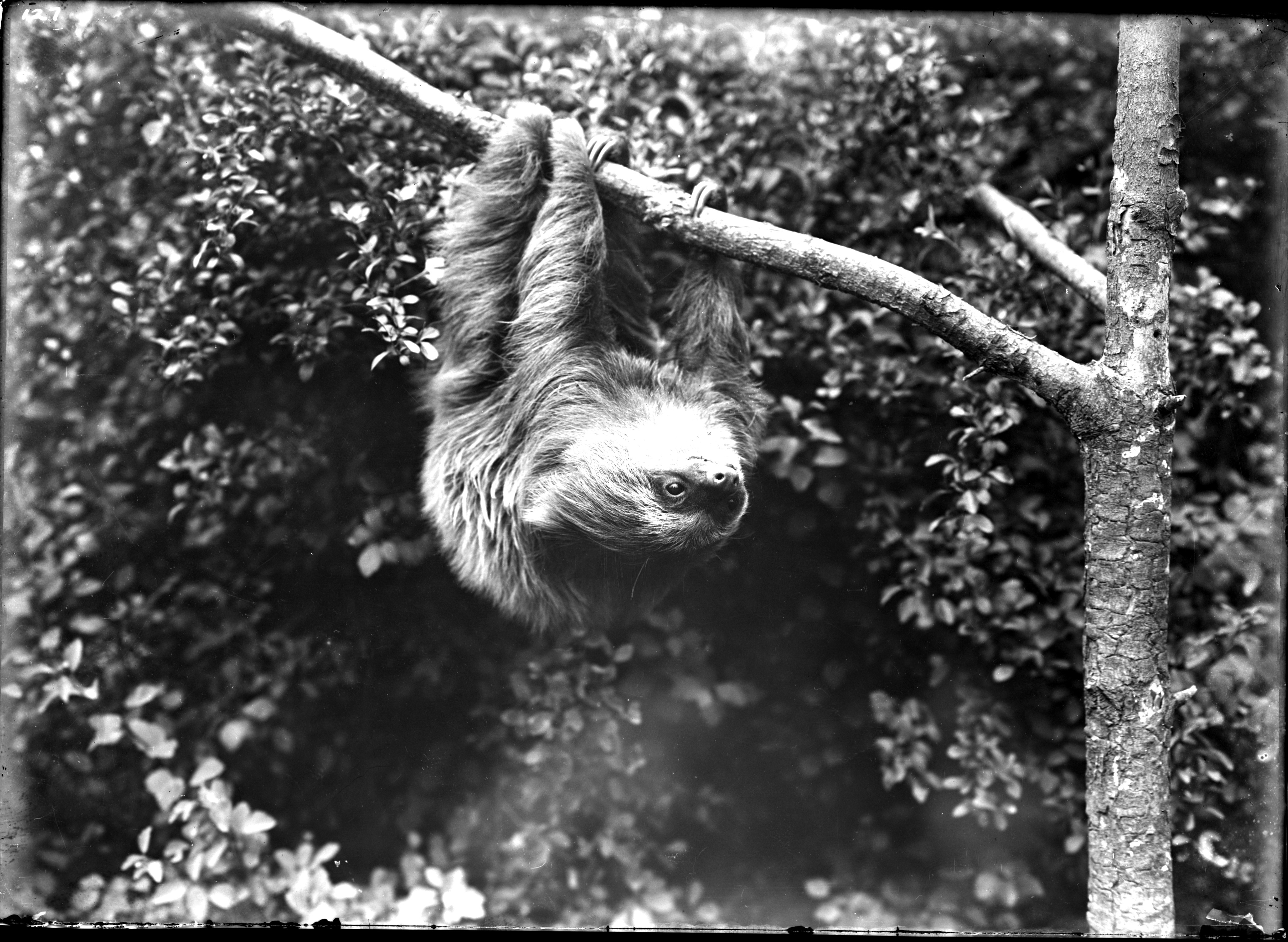 Black and white photograph of a baby two-toed sloth in a basket holding the finger of its caretaker. 