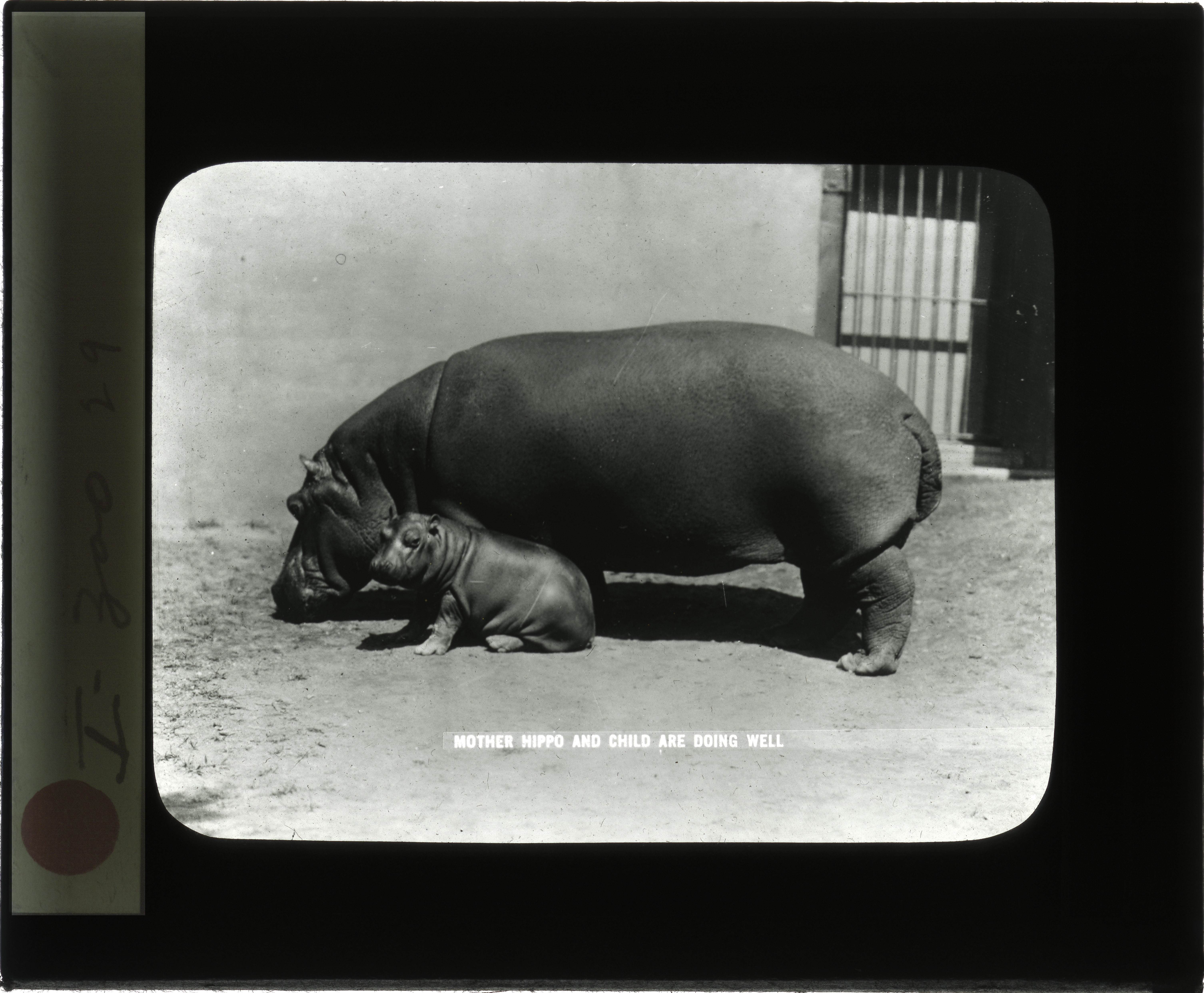 Mother pygmy hippopotamus and calf at the National Zoological Park.