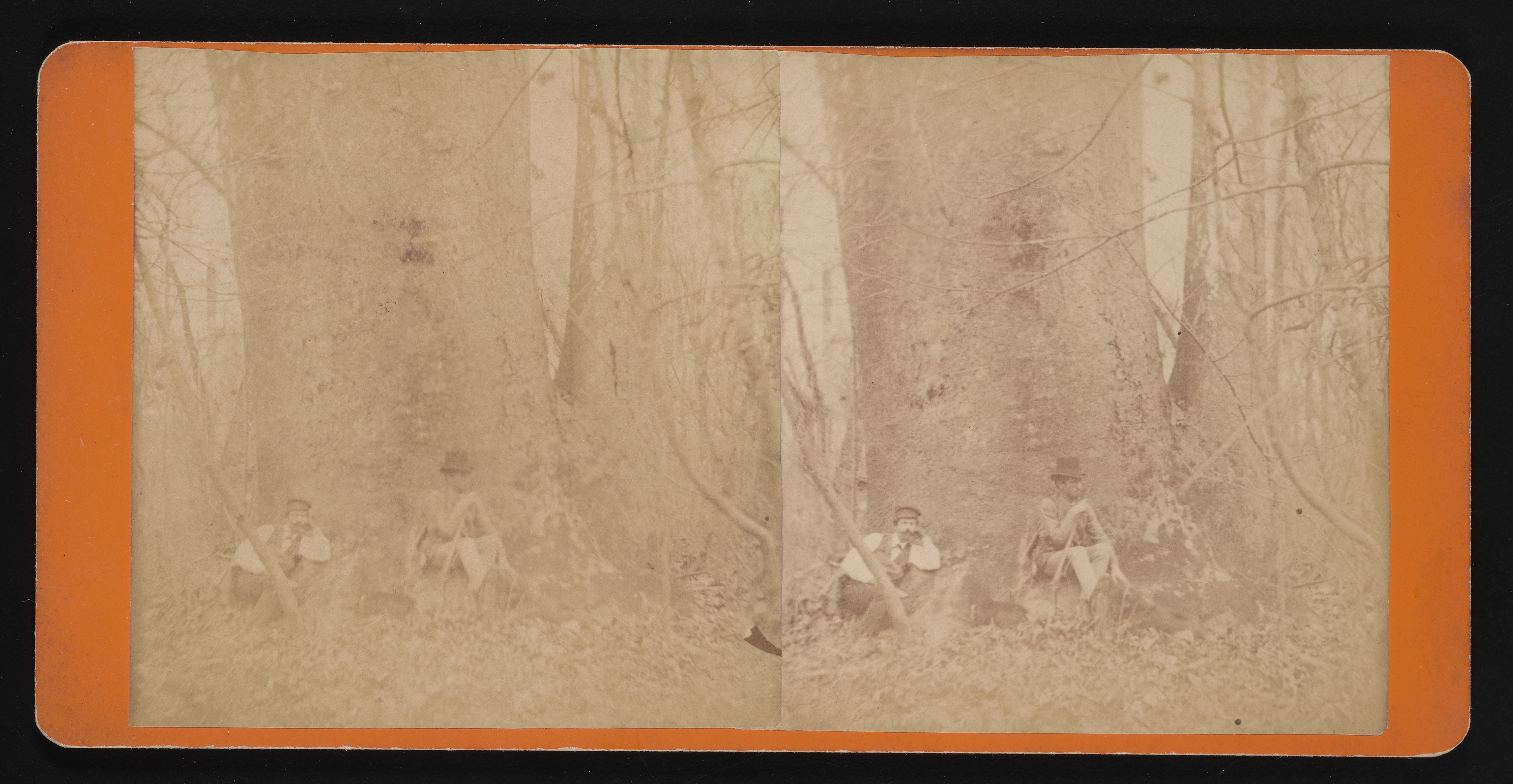 Forest of Mississippi Valley, Black Walnut Tree