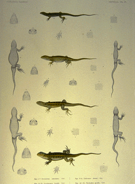 Drawing showing eight amphibians/reptiles