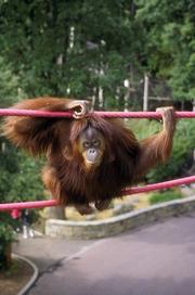 Bonnie, Orangutan (Bornean & Hybrids), October 1, 1995, by Jessie Cohen, 