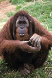 Azy, Orangutan (Bornean & Hybrids), April 1, 1994, by Jessie Cohen, National Zoo