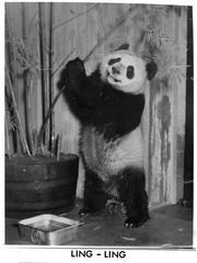 Ling-Ling, Accession 11-009, Smithsonian Institution Archives, Neg. no. 73-9402B.