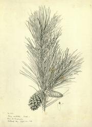 A botanical illustration by Frederick Andrew Walpole recently recovered.