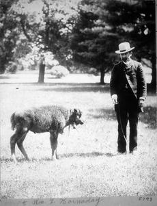 William Temple Hornaday and bison calf 