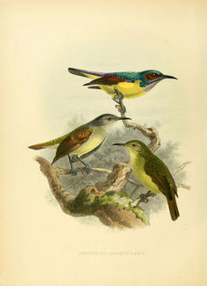 From A Monograph of the Nectariniidae, or, Family of Sun-birds