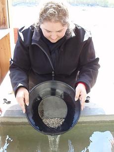 Gold panning in the Klondike Gold Fields near Skagway, Alaska. Courtesy of Kimberly Cherrix, May 17