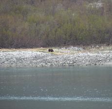 A bear on the shore in Glacier Bay National Park. By Kira Cherrix, May 18, 2012.