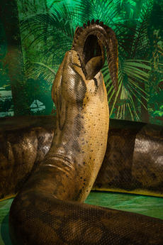 A scientifically accurate life-size replica of Titanoboa, the biggest snake to have ever roamed the 