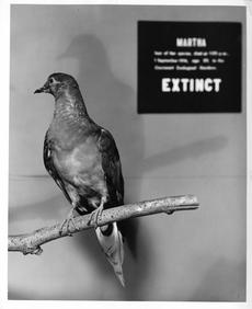 Martha, the last passenger pigeon, on exhibit at the National Museum of Natural History in 1967 will