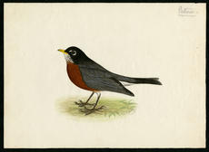 Robin, watercolor on paper by Robert Ridgway, date unknown, Smithsonian Institution Archives, Robert