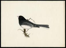 Junco, watercolor on paper by Robert Ridgway, date unknown, Smithsonian Institution Archives, Robert