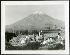 Andean Geese in Peru, by Hilda Heller. Accession 13-197 - Watson Davis Papers, Smithsonian Instituti