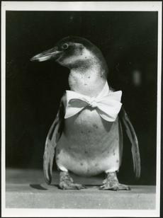 Paulina Wearing a Bow Tie, by Hilda Heller. Accession 13-197 - Watson Davis Papers, Smithsonian Inst