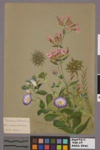 Trifolium stellatum, Convolvulus sabatins (North Africa) by Adelia Gates. RU 731