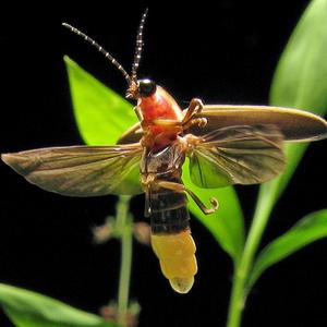 Photinus pyralis, a species of firefly found in the eastern United States