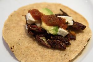 Tacos de Chapulines [Grasshopper Tacos], by William Neuheisel.