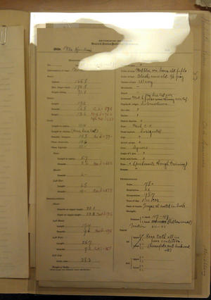 AleÅ¡ HrdliÄka's Measurement Chart of Harry Houdini